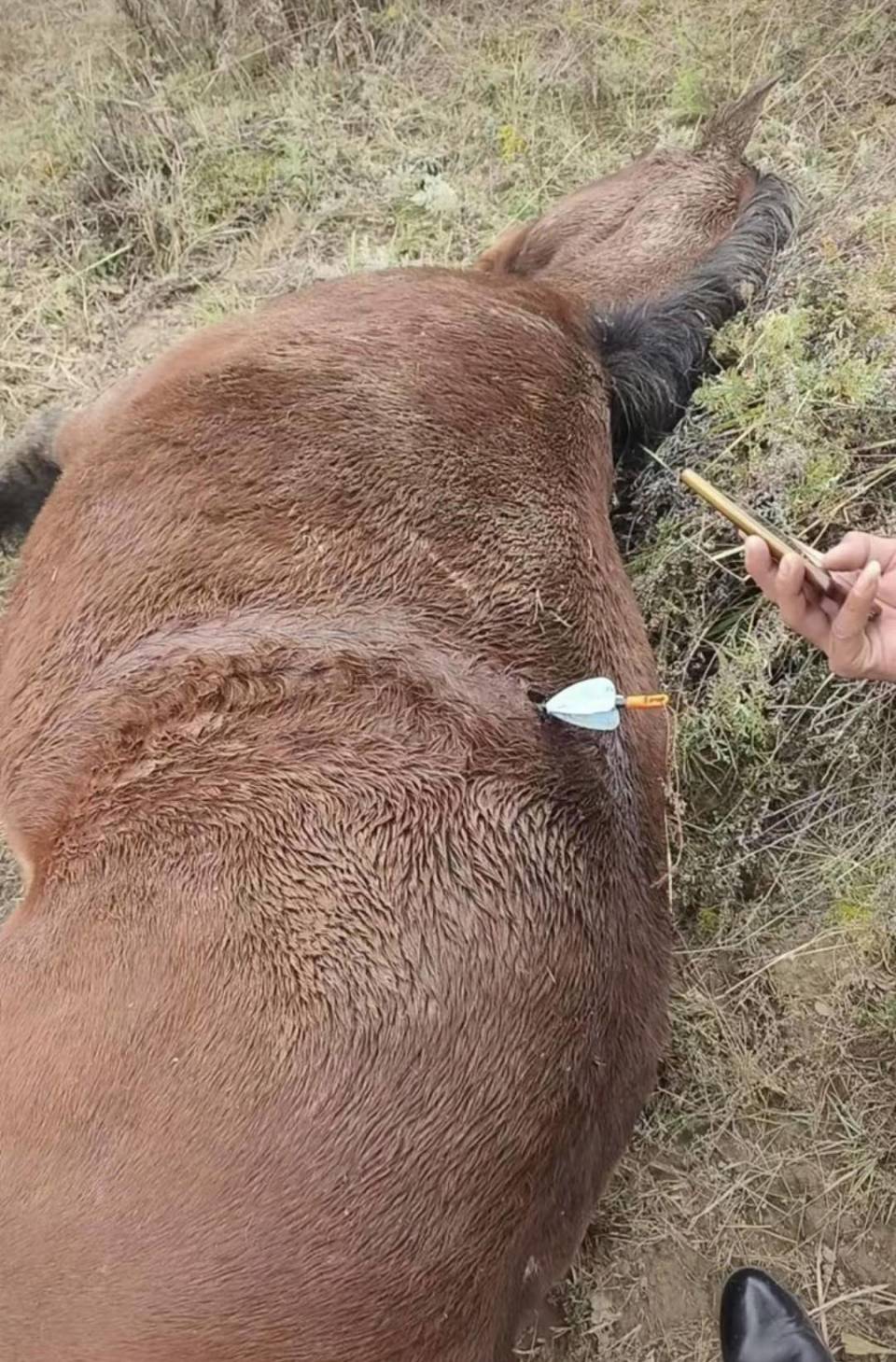主人称马被箭射死:怀疑是无人机投射 主人称马被箭射死:怀疑是无人机投射